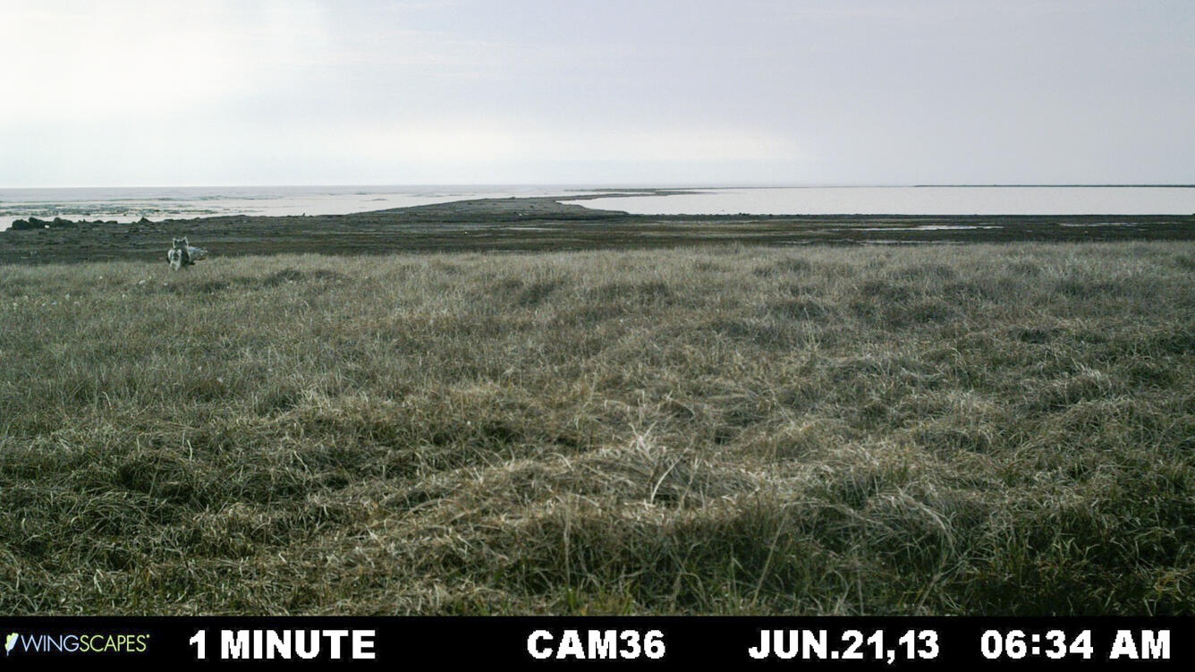 Arctic fox carries a depredated female white-fronted goose away from a nest.