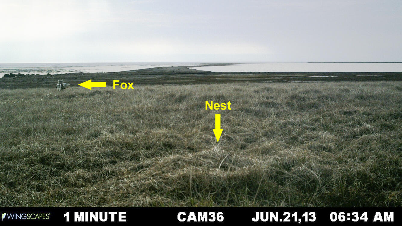 Arctic fox carries a depredated female white-fronted goose away from a nest