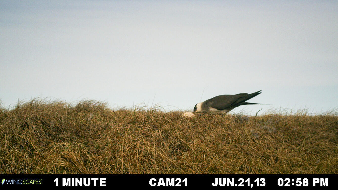 Parasitic jaeger steals an egg from an unattended white-fronted goose nest