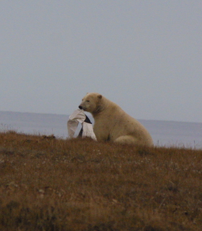 A sitting polar bear holds a square tarp in its mouth, seeming to treat it like a toy.