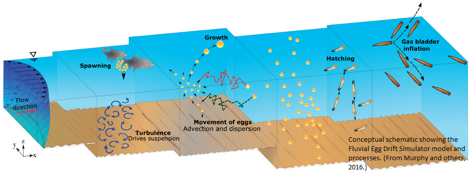 Fluvial Egg Drift Simulator Model and Process