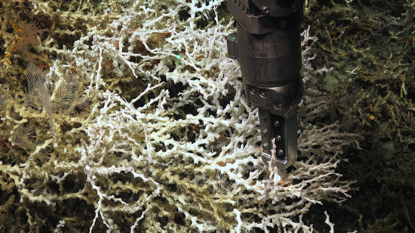 coral colony sampling