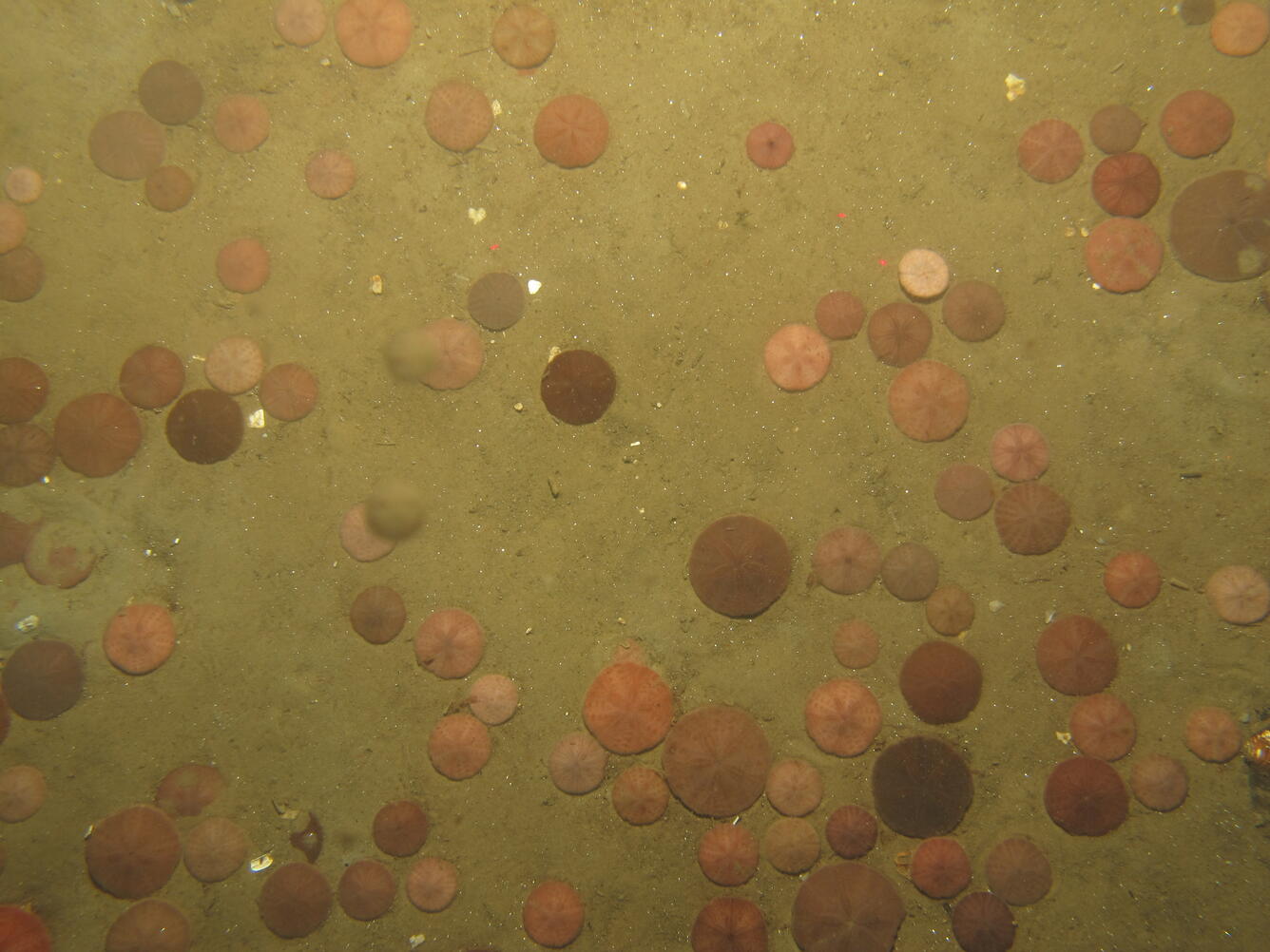 Photograph of sand dollars