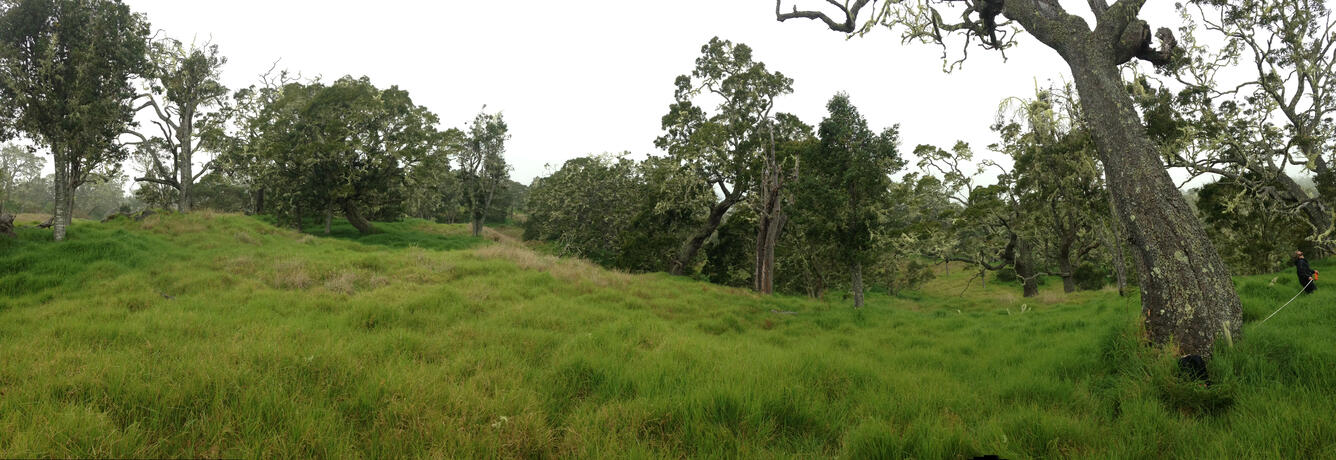 Hakalau Forest Wildlife Refuge panoramic of forest