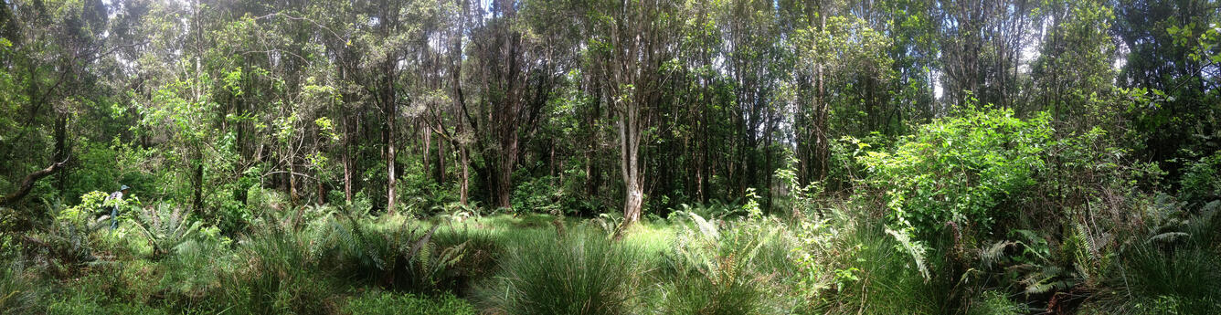 Native Hawaiian rainforest, Hakalau Forest Wildlife Refuge