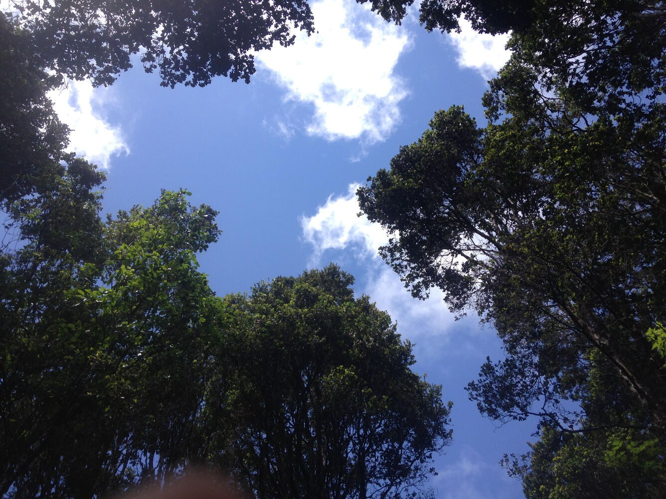 Ohia canopy from below