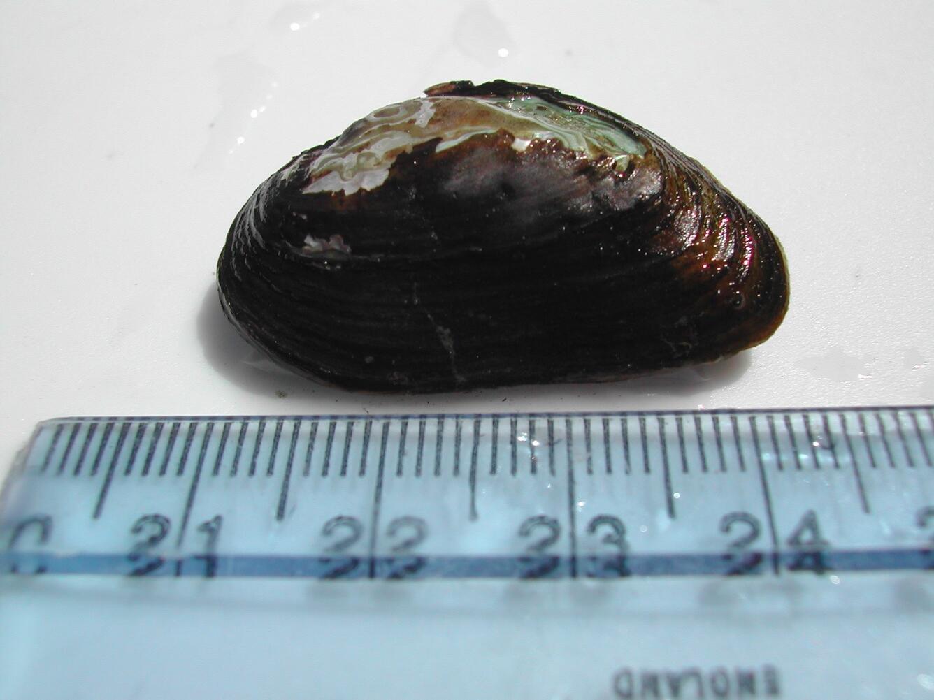 Imperiled Species - mussel