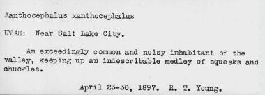 Yellow-headed Blackbird NA Bird Phenology Card 