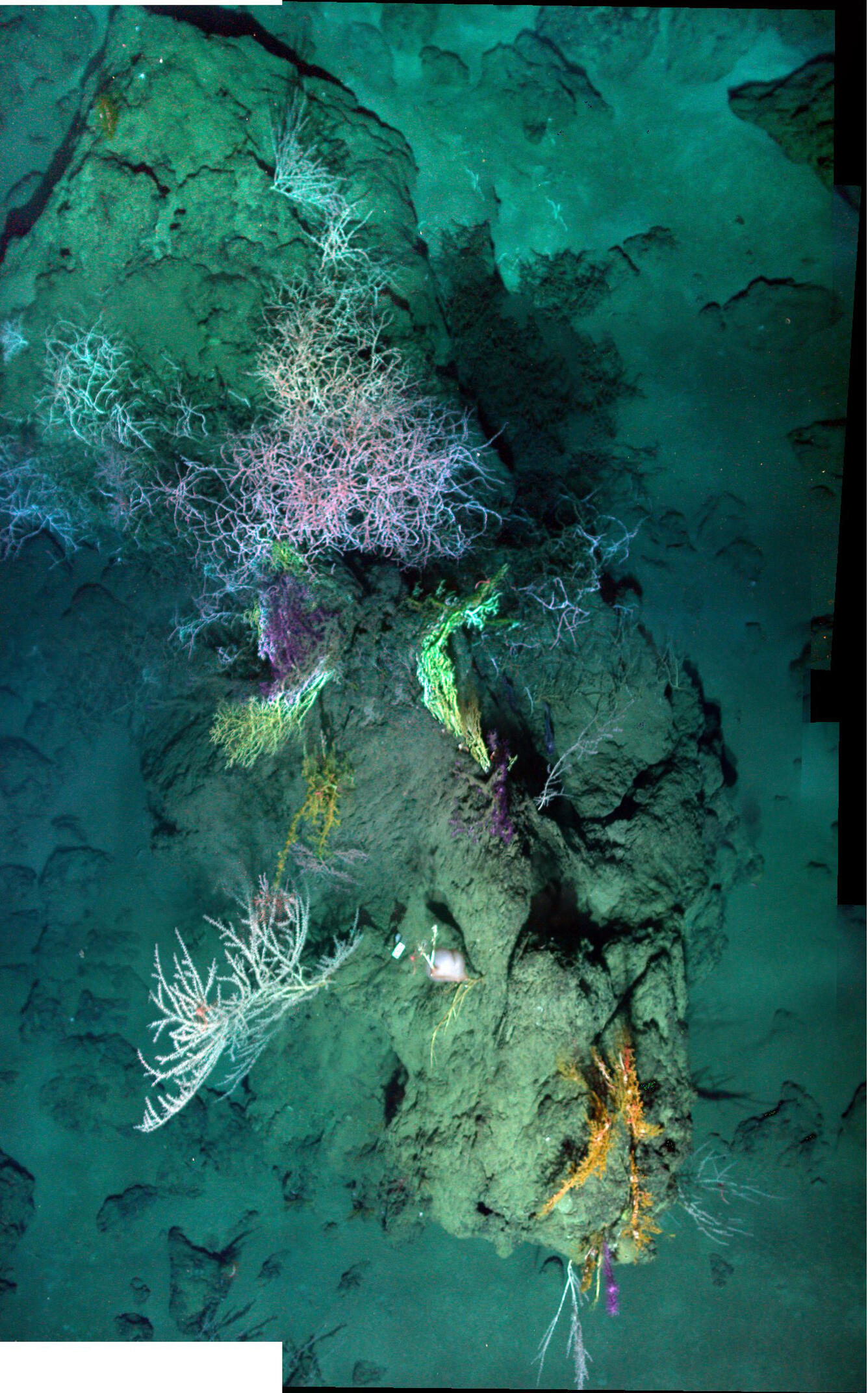 A down-looking mosaic of a coral community at 1400m depth, including a variety of hard and soft corals.