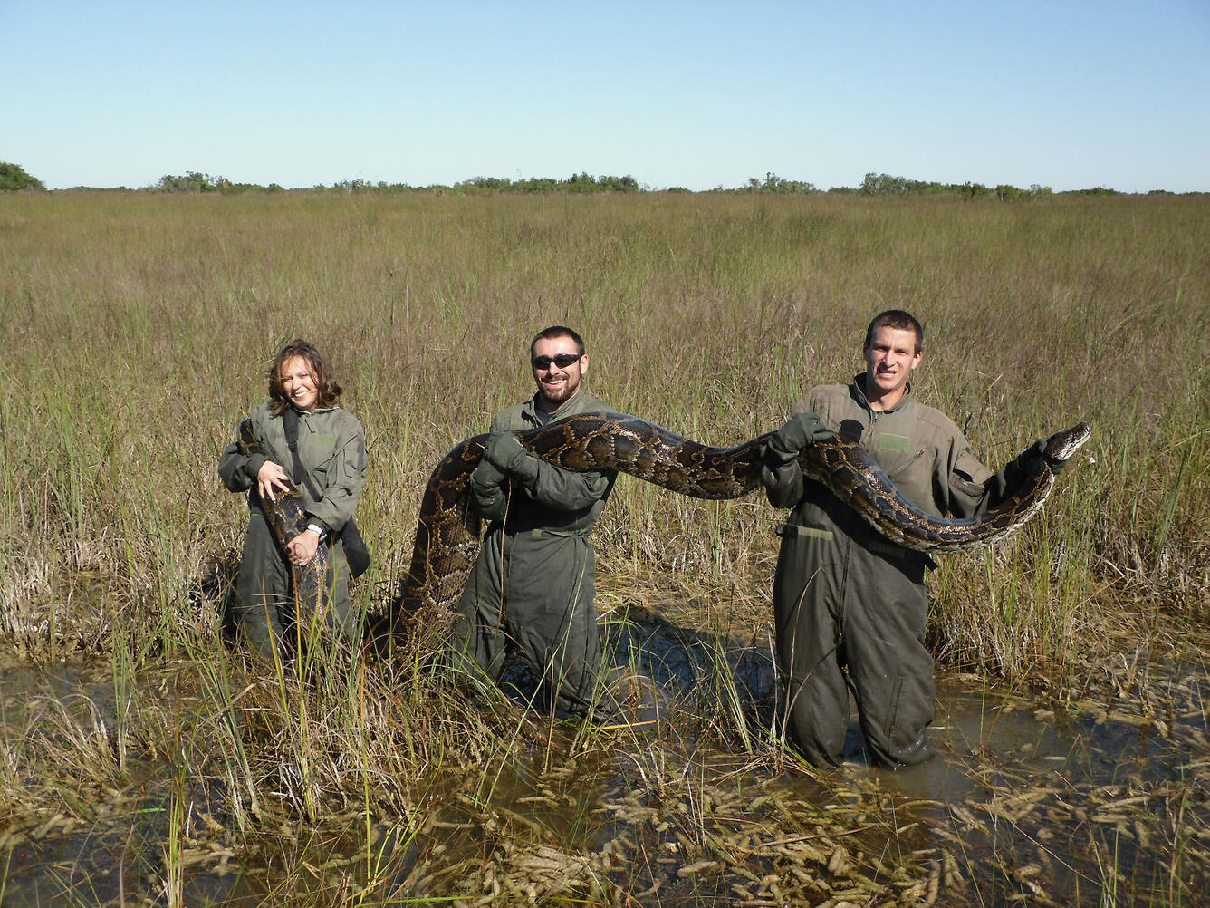 Invasive Burmese python in the Everglades