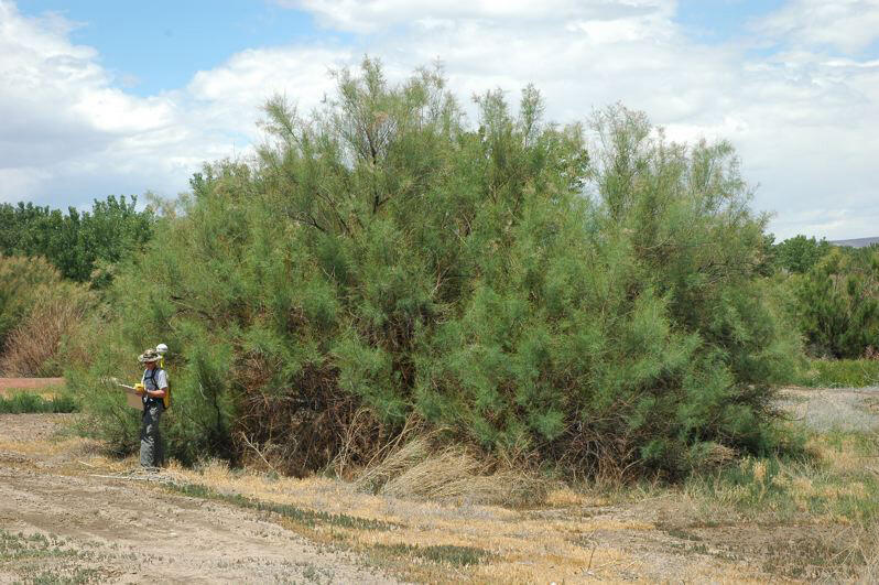 Invasive Tamarisk or saltcedar as it is known, growing on the side of a river.