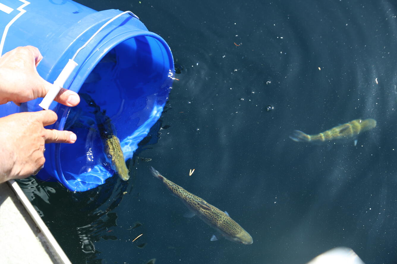 Acoustic-tagged juvenile Chinook salmon being released.