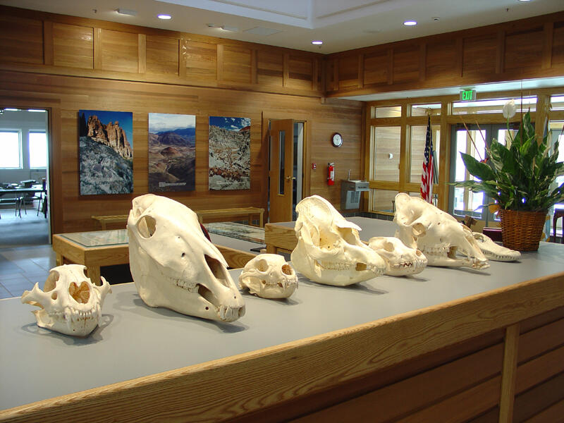 Paleontology Museum skulls