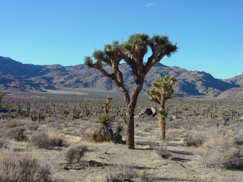 A Joshua tree along Park Boulevard about 4 miles east of the West Entrance Station