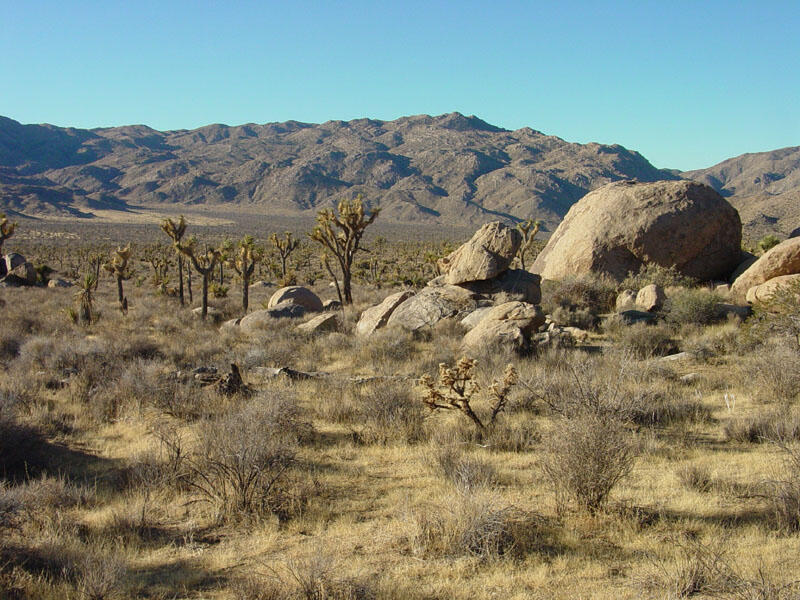 Joshua Tree National Park