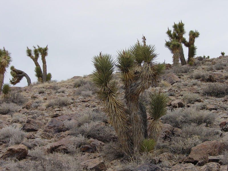 Joshua Trees	