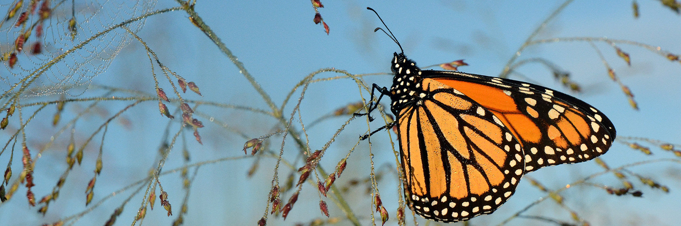 Monarch butterfly on switchgrass