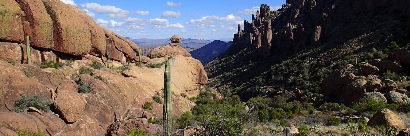 Cactus in the desert