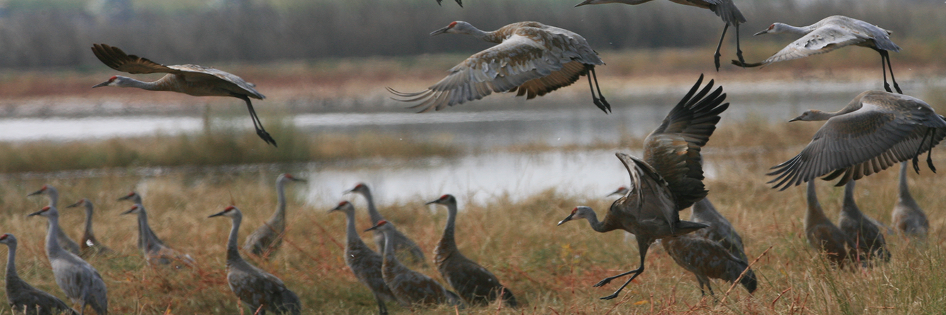 Sandhill Cranes