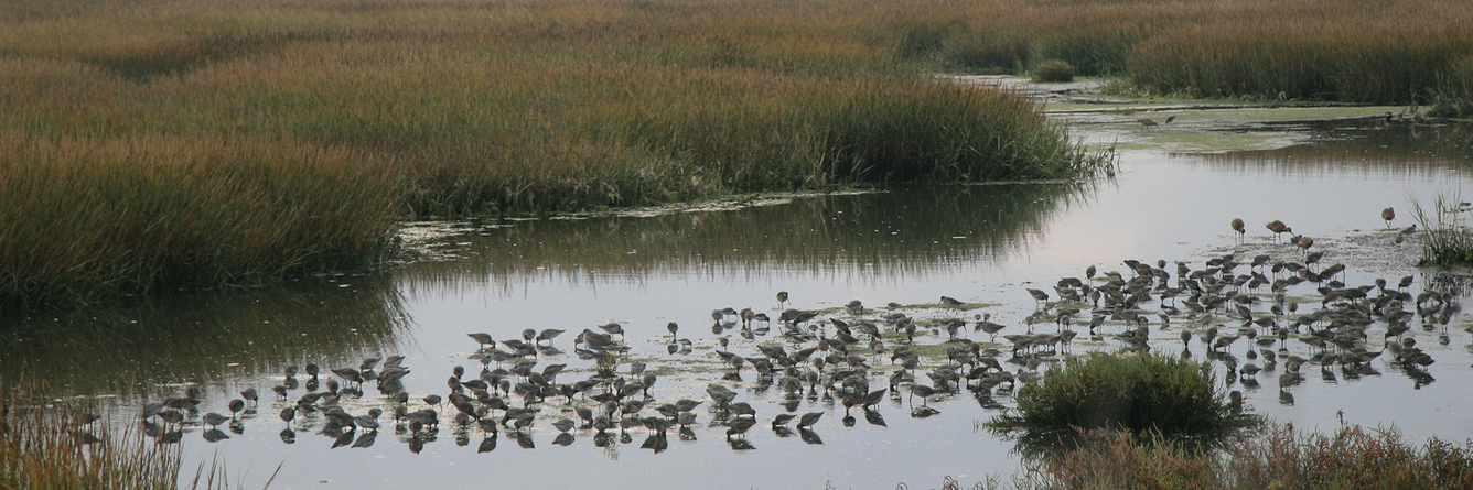 Birds eating in a wetland