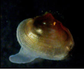 juvenile fatmucket mussel