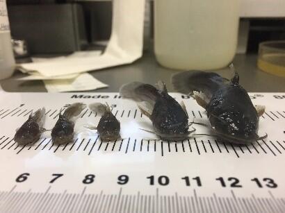Juvenile bullheads