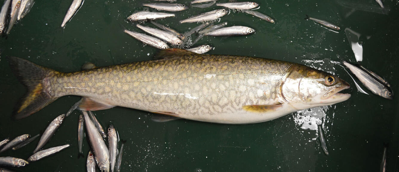 Lake Trout