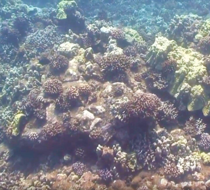 Underwater looking at corals of all kinds.