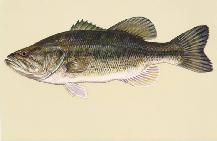 Largemouth bass (Micropterus salmoides)