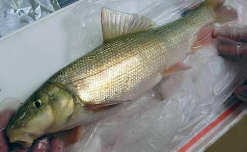 Largescale sucker
