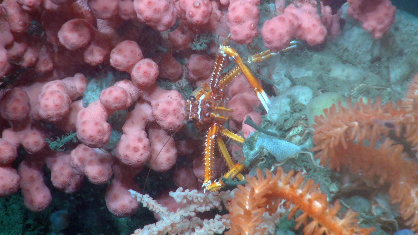 squat lobster 