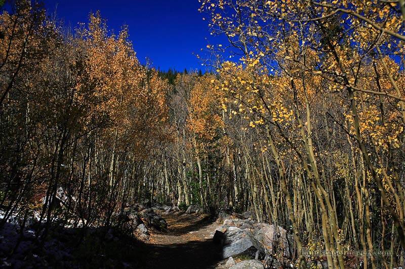 An aspen grove on the way up to Loch Vale in Rocky Mountain National Park, CO.