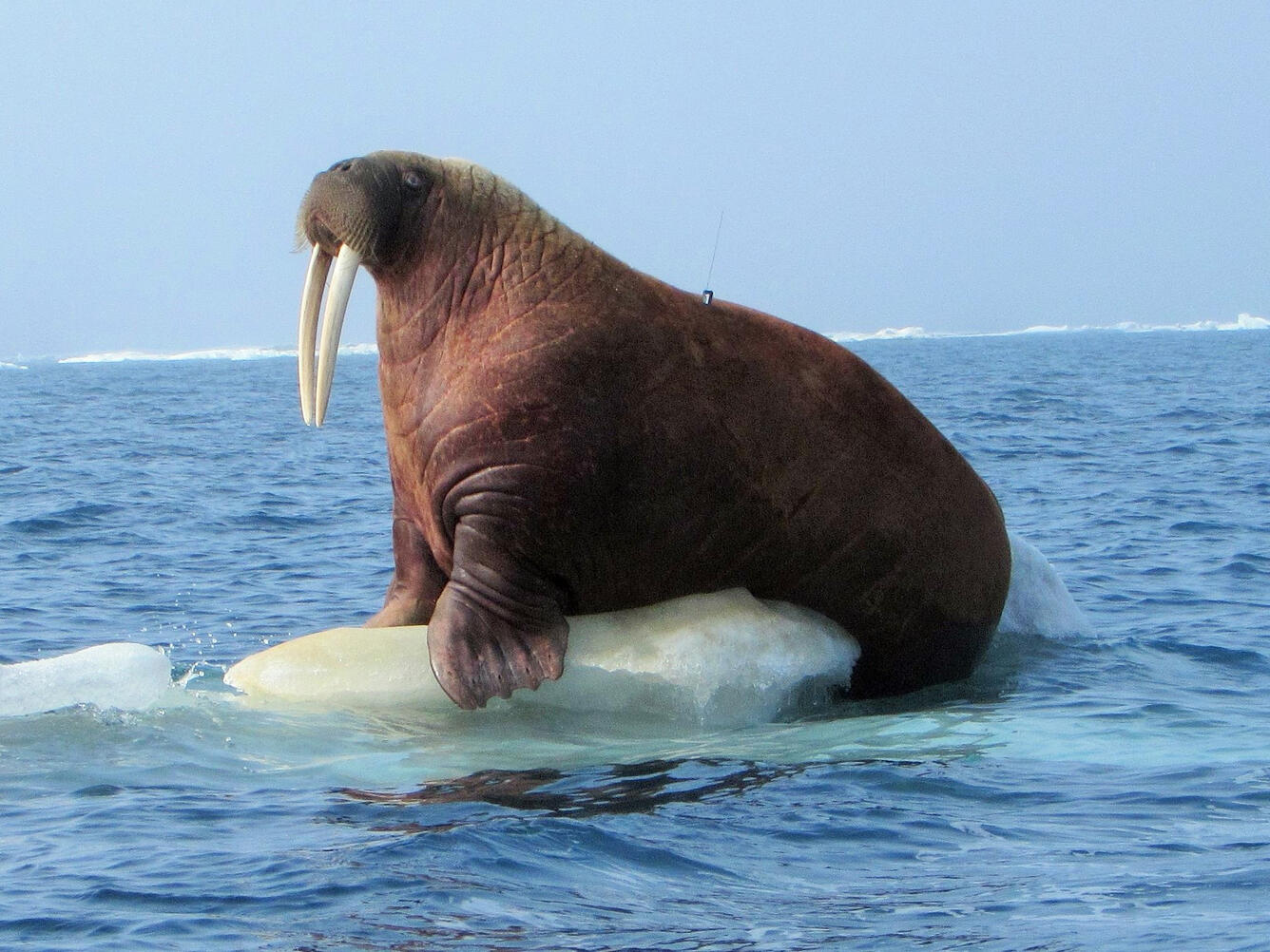 A satellite tagged Pacific walrus on a piece of sea ice