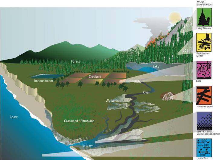 Major Carbon Pools 