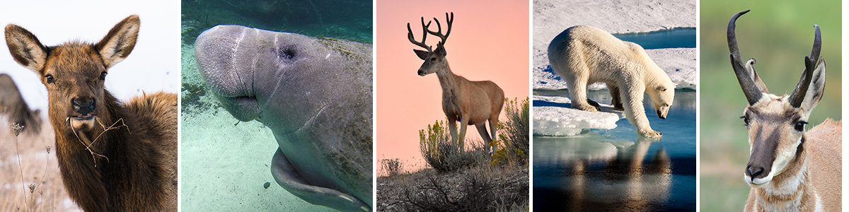 Collage of mammals affected by energy development