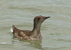 Marble Murrelet Restoration