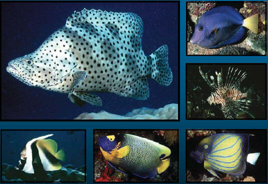 Field Guide to the Nonindigenous Marine Fishes of Florida cover image 2