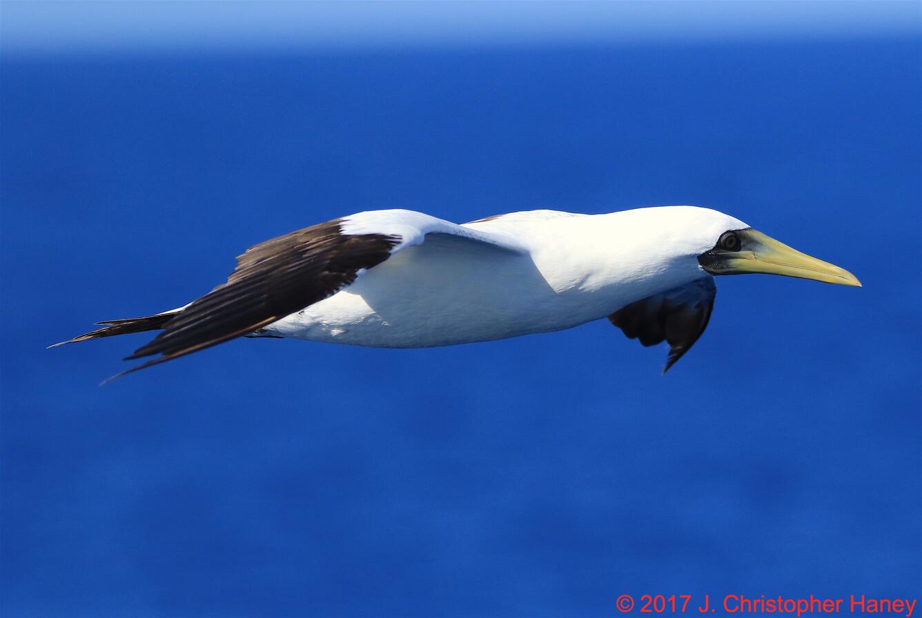 Masked Booby