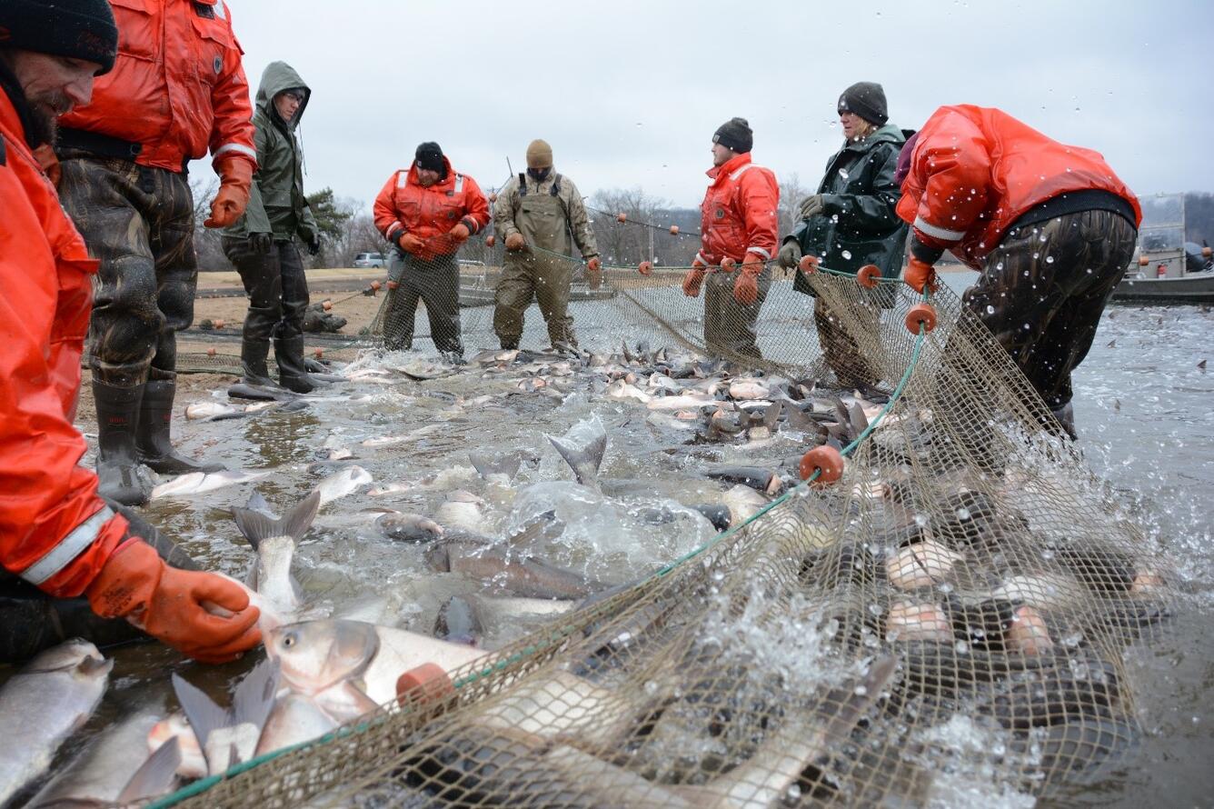 Mass harvest of bigheaded carps