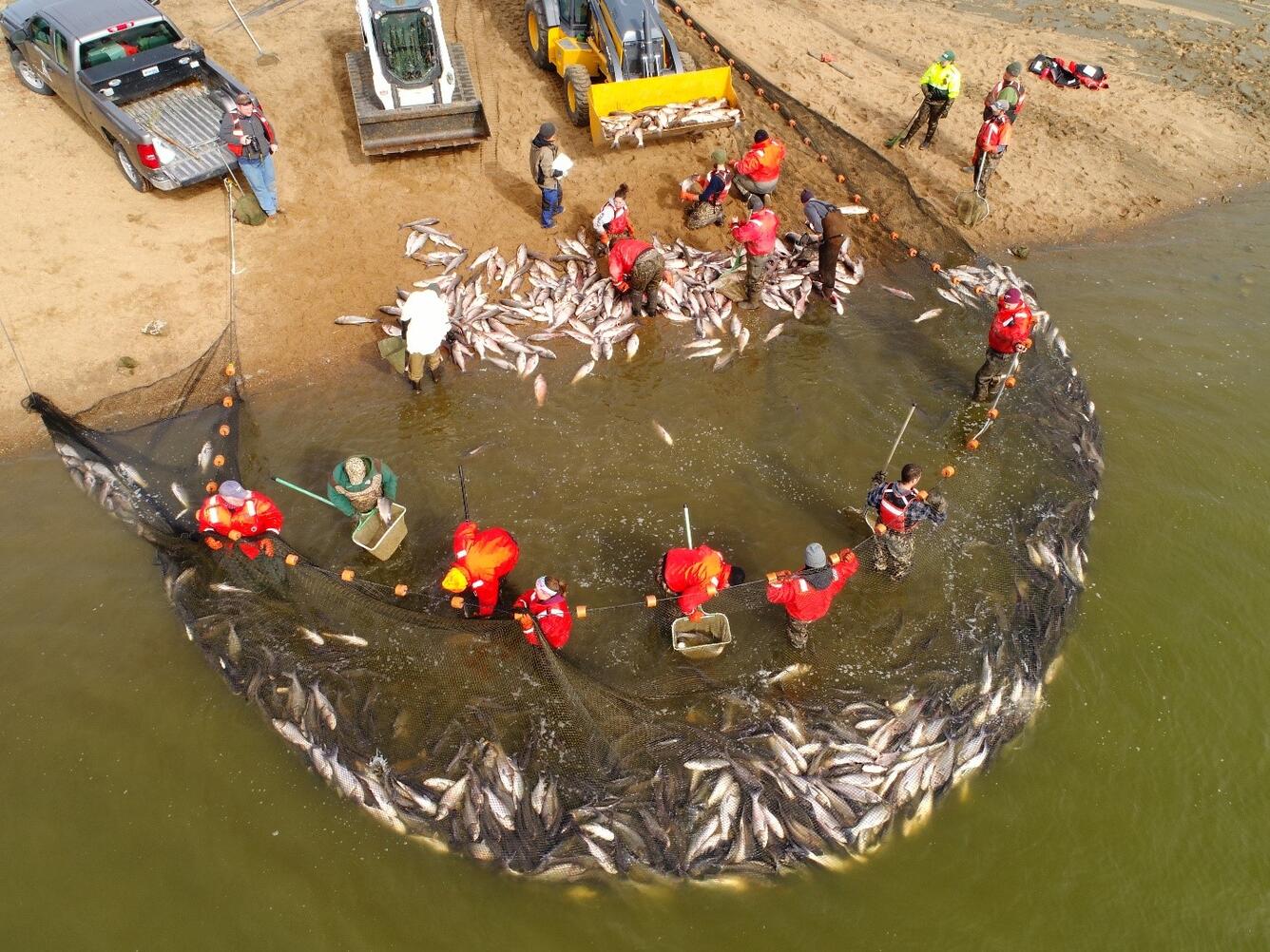 mass harvest of bigheaded carps