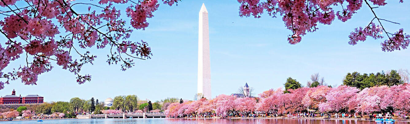 Washington Monument with Cherry Blossoms