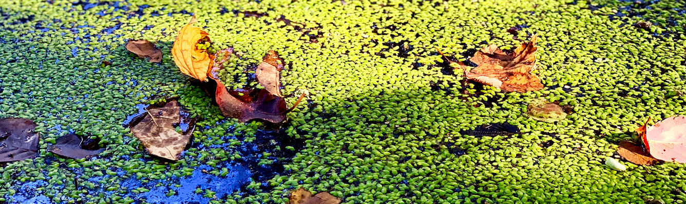 Duckweeds