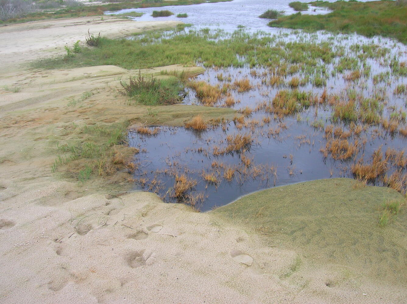 Freshwater Pond on Assateague Island