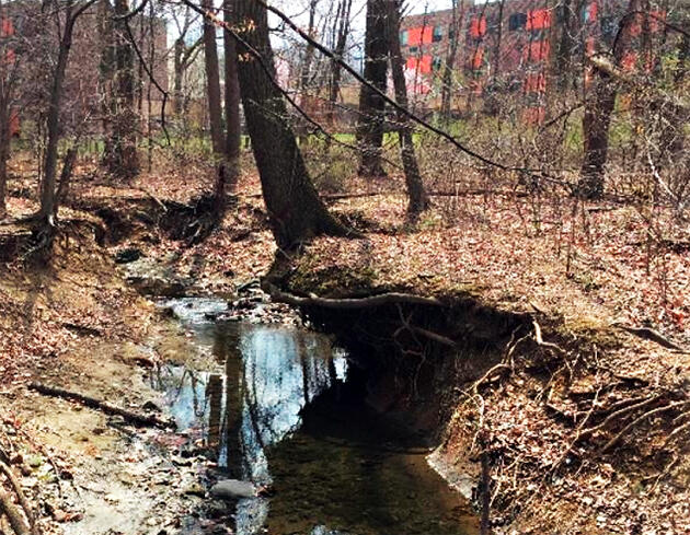 Incision Along Tributary of Dead Run