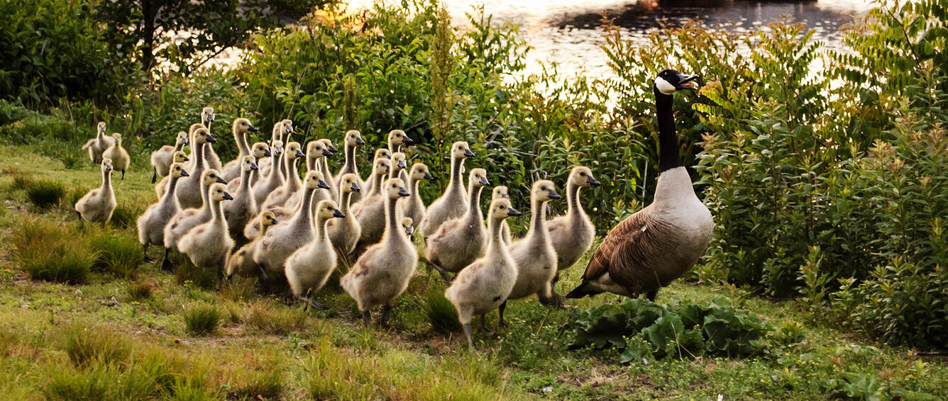 Canada Geese