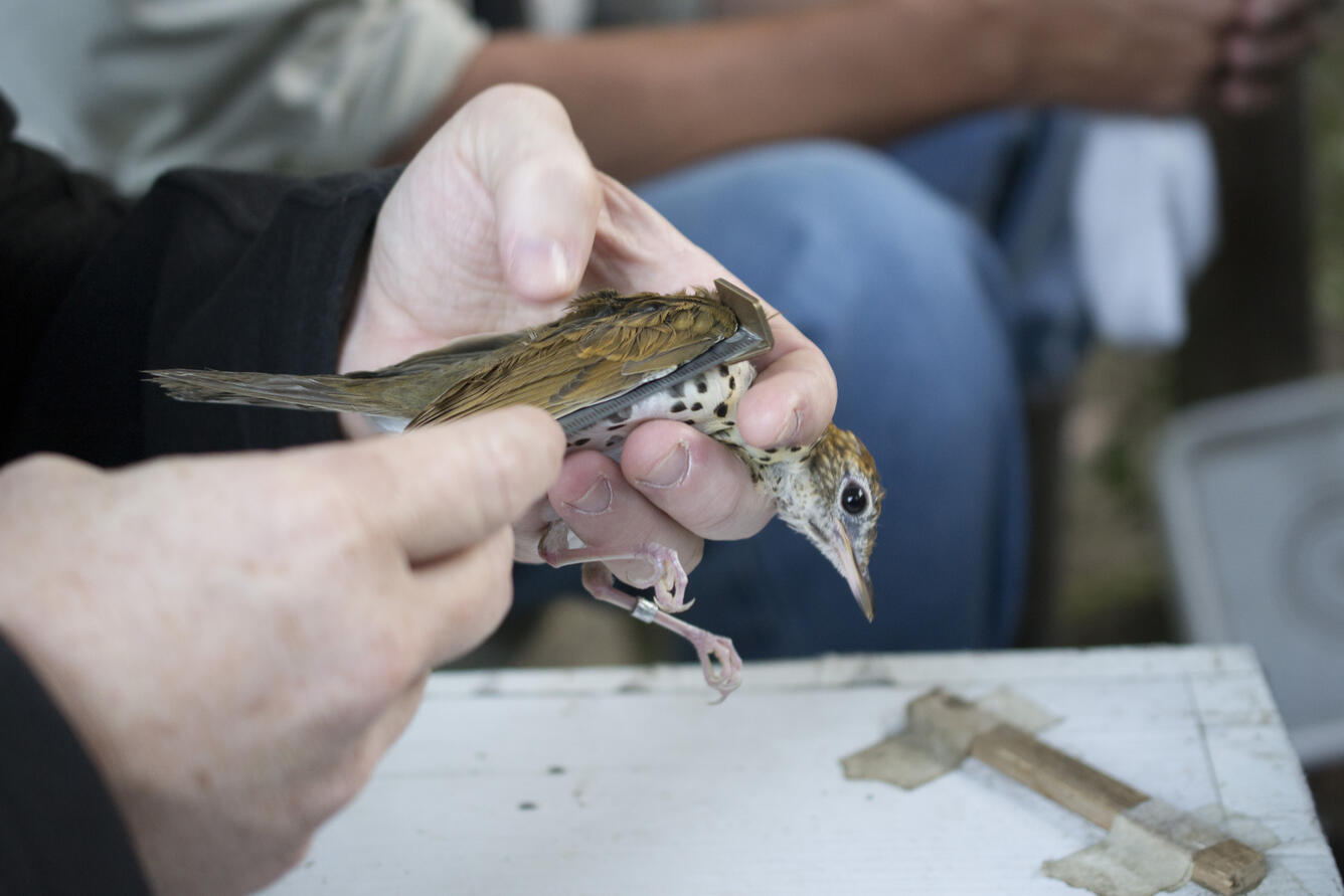 Wood Thrush has measurements taken at BBL’s bird banding station. 