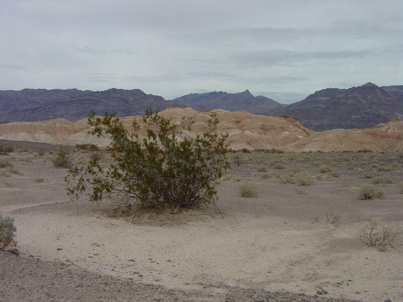 Mesquite Flat	