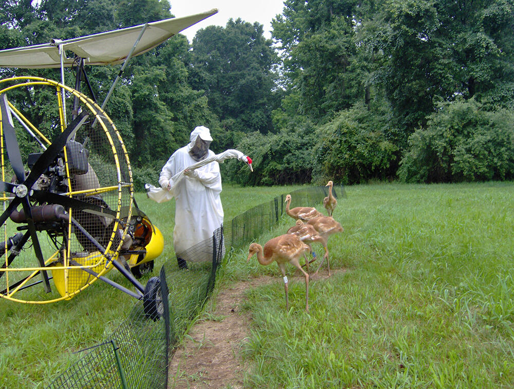 Costumed care taker training Whooping Crane Chick