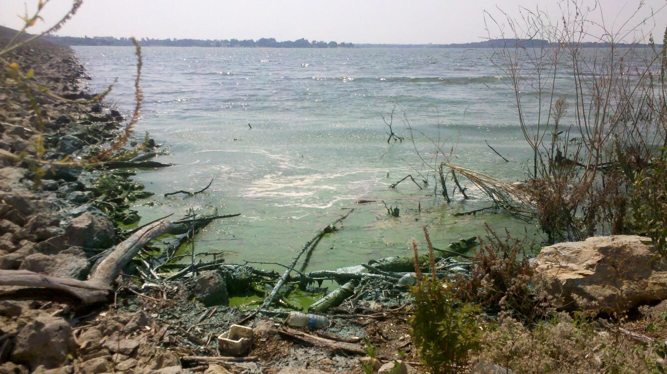 A bloom of cyanobacteria near the shore of Milford Lake, Kansas