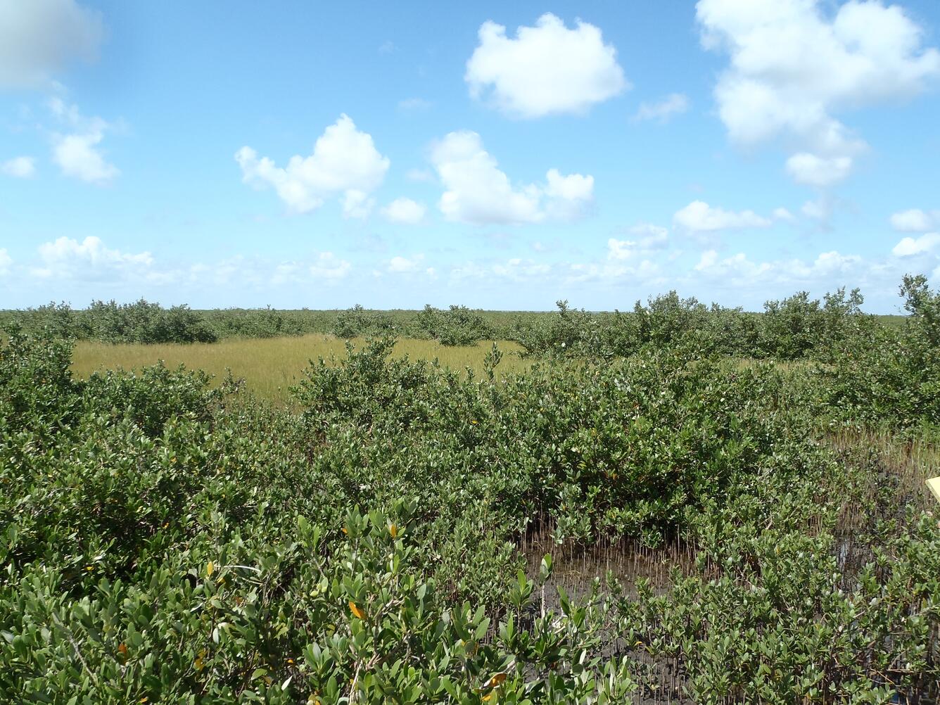 coastal wetland with salt marsh grasses and mangrove trees